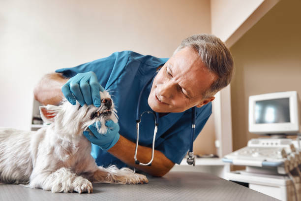 Best Pediatric Emergency Dentist in Hawthorne, FL